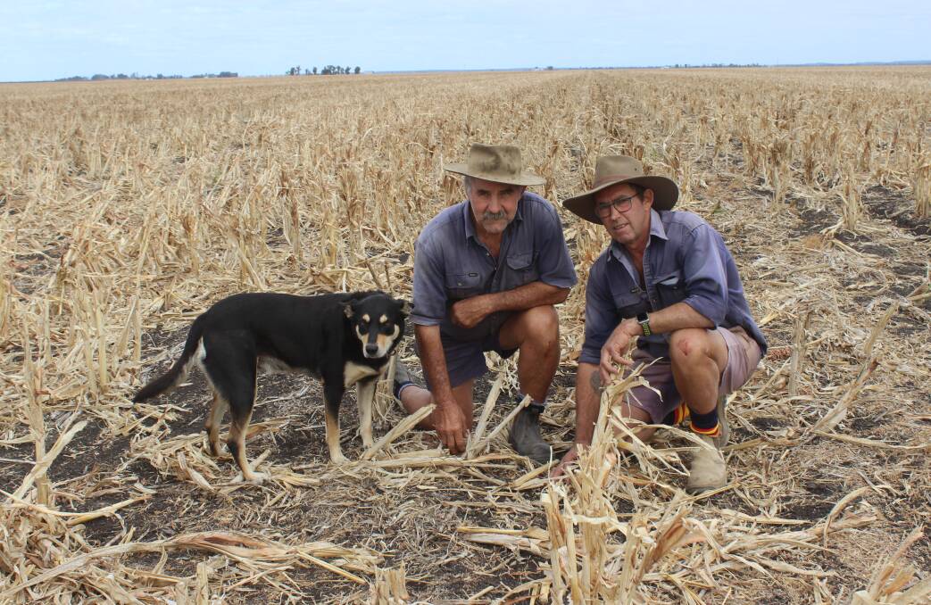 Ian and David Ladner, with Frank, will plant a winter crop into their standing sorghum stubble. Picture: Helen Walker.