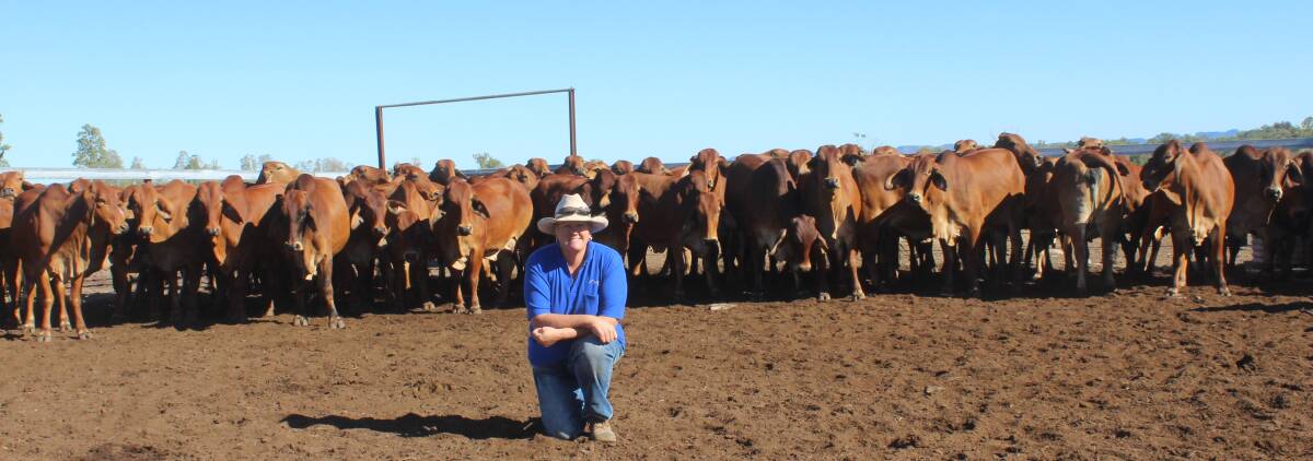 Fiona Skinner, Amaroo, Theodore, with a line of Red Brahman commercial cows in the cattle yards. Pictures - Helen Walker.