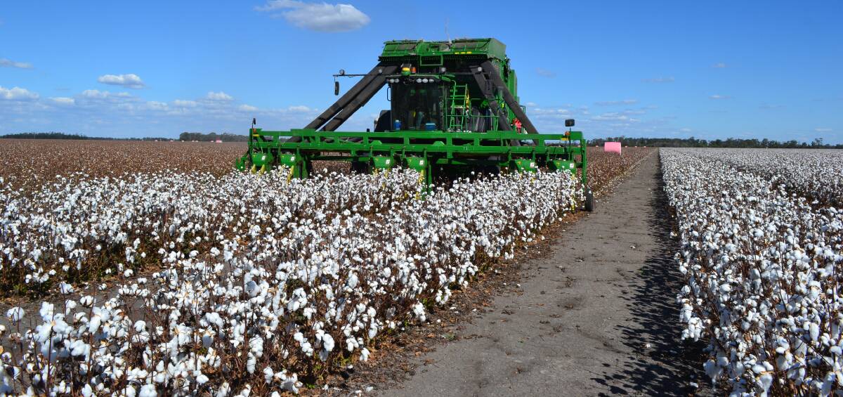 Cotton picking is underway on Kensington Park at Macalister. 