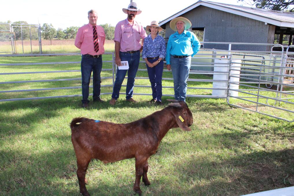 Top priced Boer buck was Yarrabee Sylvester who sold for $6200 with Peter Sealy, Elders, and buyers Tim and Marie Williams of Banff Downs, Morven, with vendor Helen Darlington. Picture Helen Walker.