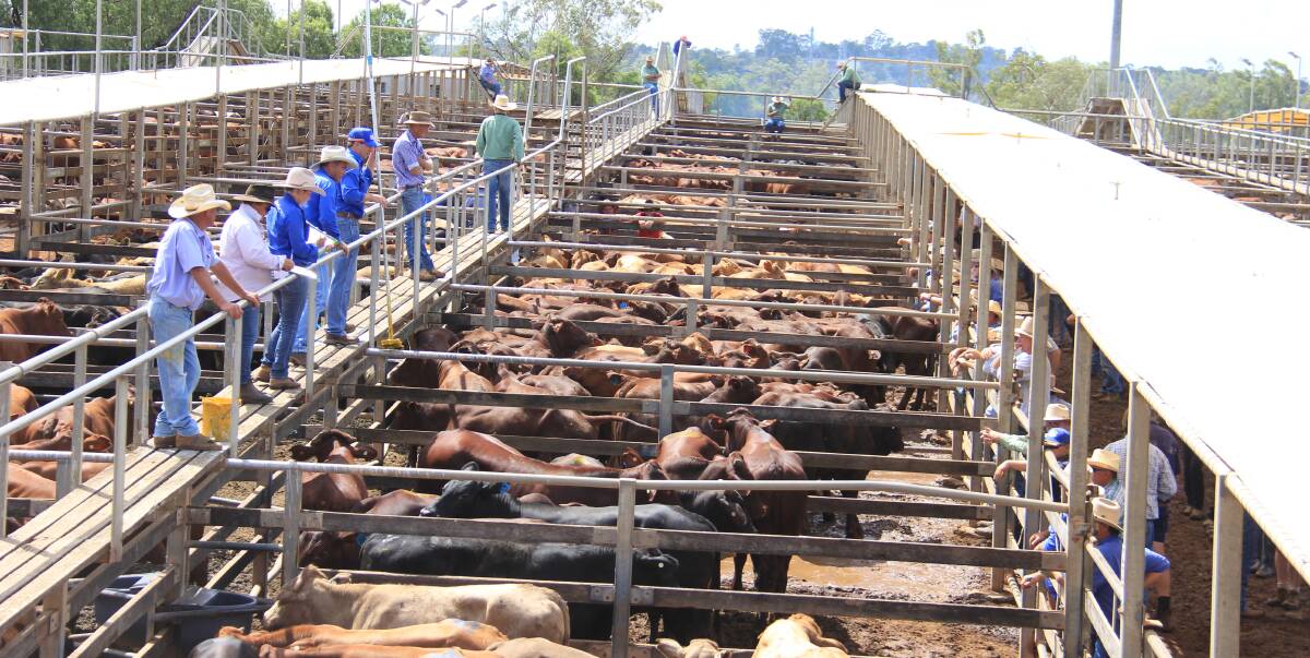 Cut above: Last year, Roma Saleyards sold 239,224 head of cattle, which represents about 20 per cent of Queensland's saleyard throughput. 