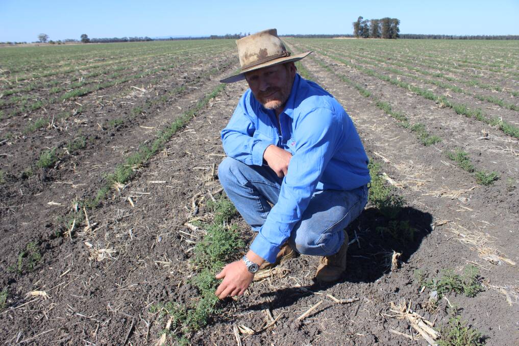 Brendan Taylor, Warra, has taken an early punt to plant 170 hectares of chickpeas in sub-soil moisture from rain that fell in February.