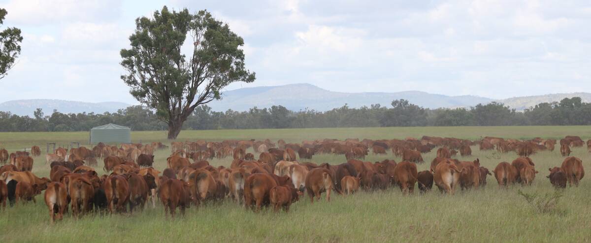 Mt Elsa is home to  250 stud Droughtmaster females and has a commercial Droughtmaster herd comprised of 400 cows that are joined to Wagyu bulls for F1 production.