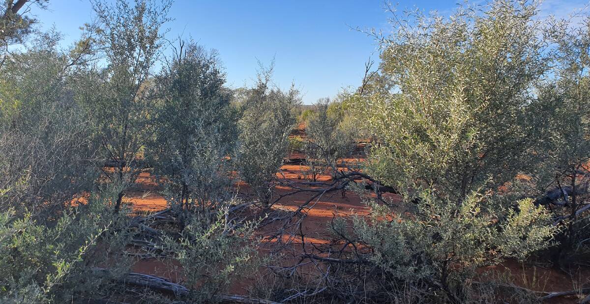 Some of the mulga on Nooralabla Station north west of Cunnamulla. 