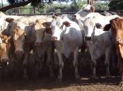 A line of 96 PTIC Charolais/Charbray cows sold for $2200 on AuctionsPlus last Friday on behalf of Harvey and Helen Carter, Felspar, Charters Towers. 