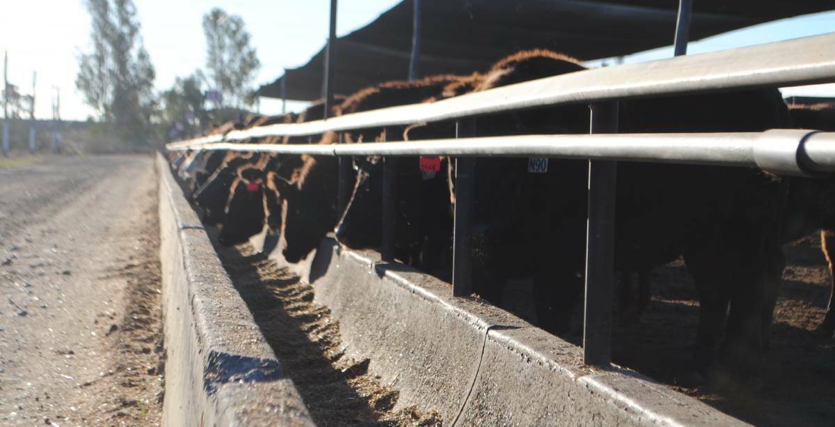 Stone Axe Pastoral Company Wagyu cattle on feed at Yarranbrook. Picture Victoria Nugent. 