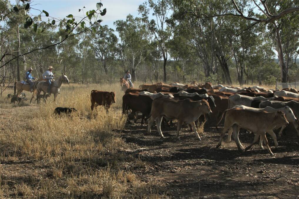 Bill Little and his team droving through the Central Highlands. Photo Sally Gall