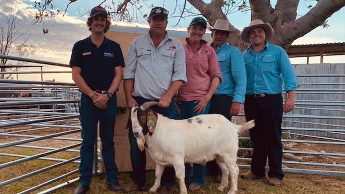 Pieter van Jaarsveld, Sunset Hill Boer Goats, Inglewood, Jake Berghofer and Emma Patterson with Anthony Hyland and Sam Clarke, GDL and the top priced buck at $3600.