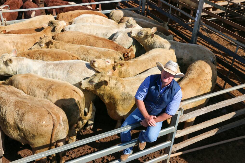 Brad Neven of Watkins and Co with the record setting Bindango Pty Ltd pen of 19 Charolais cross steers that created a new Roma saleyard high.