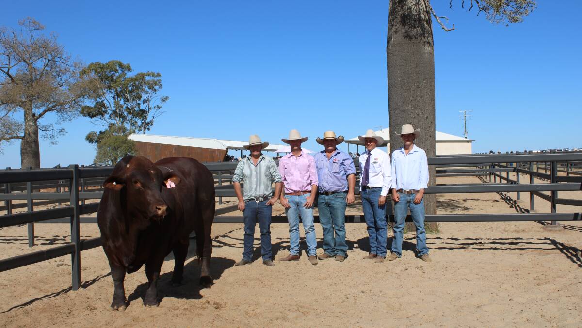 Waco Red Bull R32 (PS) sold to $130,000 and is pictured with Adam and Brett Hatton, Santa Hat Santa Gertrudis stud, Monto with Alex Dobson, Hourn and Bishop, Moura, with Cyril Close, TopX and Howy Bassingthwaighte.