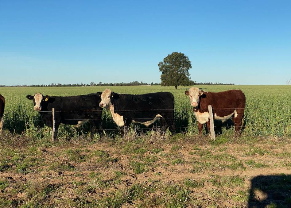 A line of Hereford and Hereford/Angus-cross Devon Court steers. 