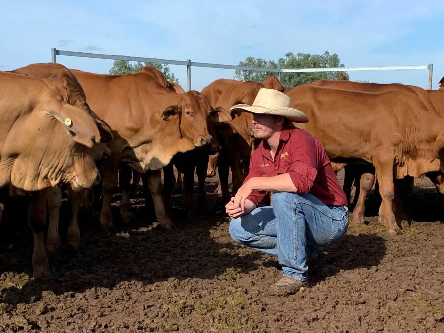 Josh Perry looks over a line of steers which sold through AuctionsPlus for 700.59c/kg to return $2015/head to central Queensland restockers. 