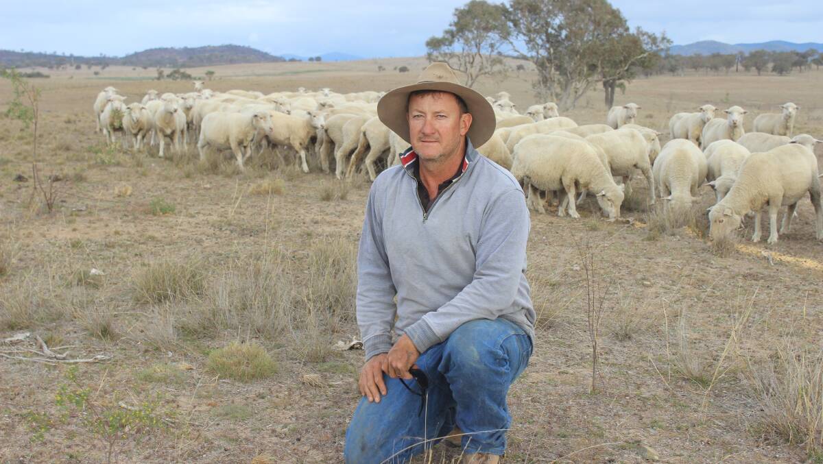 Peter Reimers, Pearsby, Stanthorpe, is feeding out barley and chickpeas to his Merino Ewes every second day and continuing to offload his stock.