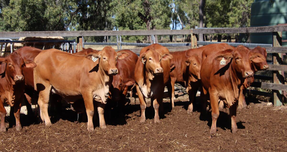 A line of 12 Droughtmaster PTIC heifers sold the for $3210/head at the AuctionsPlus Droughtmaster Commercial Female Sale. Picture supplied. 
