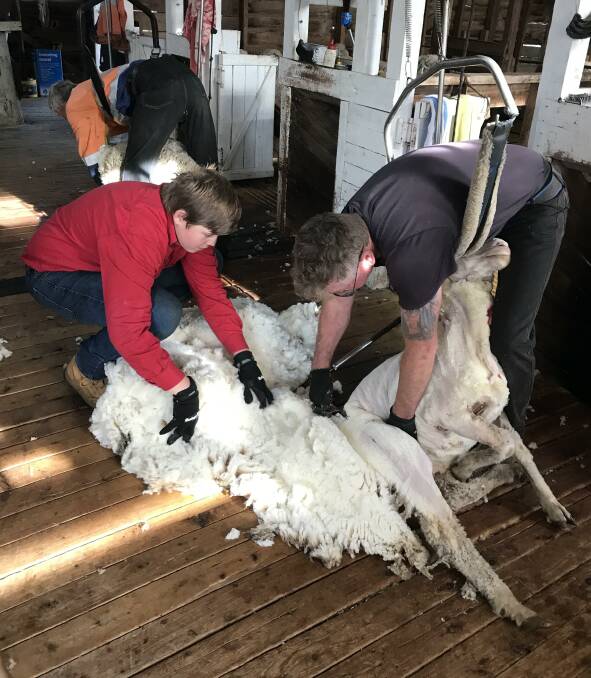 Rhys Frauenfelder assist shearer Keith O'Toole with a fleece and said he jumped at the chance to learn more about the sheep industry. Picture Chantahl Stedman. 