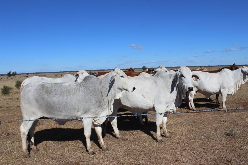 A line of the Wormwell family's Brahman breeders that form a baseline of the cross-breeding program to produce feeder cattle. 