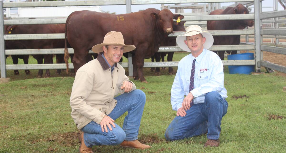 Buyer of the top priced bull at $47,500 was Rick Greenup, Greenup Eidsvold Station Santa Gertrudis Stud, with co-principal of the Rosevale Stud, David Greenup, and Rosevale Ned Kelly N28 (P).  