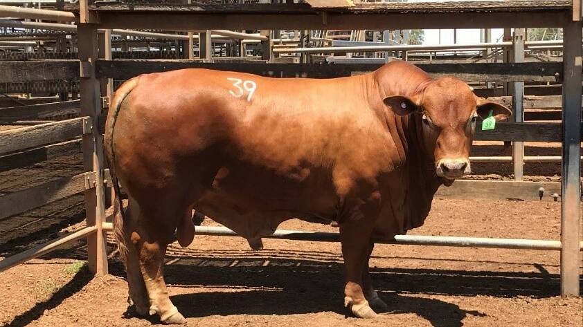 Droughtmaster bull missing from Silverdale.