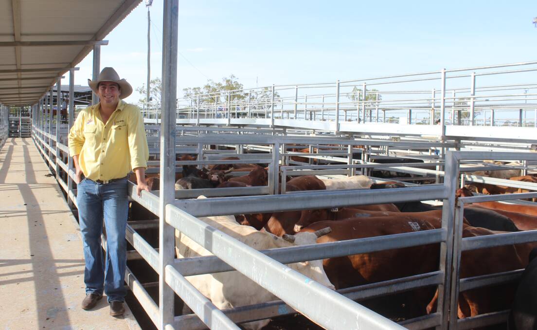 Ray White Eastern Rural livestock agent Wyatt Wrigley with a line of 27 aged cows that sold for an average of 263c/kg to return $1602 on account of the Mead family, Bowenville.