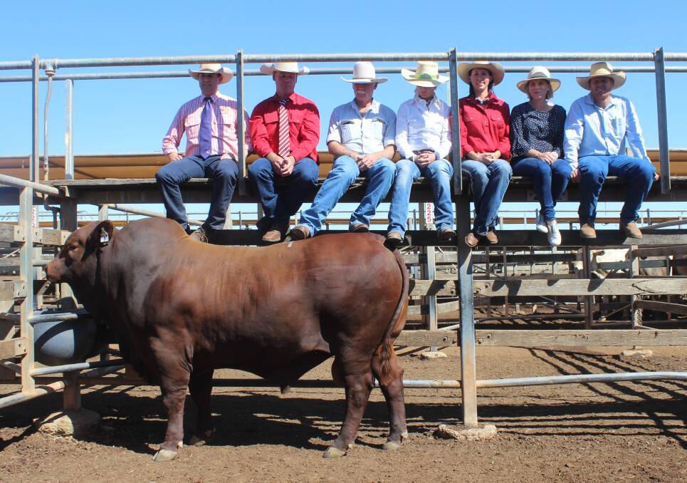 United family members: Sale topper Murgona Levi-R (PP) was offered by Rod and Leonie Phillips and prepared as part of Wandoan based breeders by Daniel and Kasey Phillips, Murgona draft. The funds will go towards research to the Children's Hospital Foundation. Muronga Levi-R (PP) sold for $32,000. 