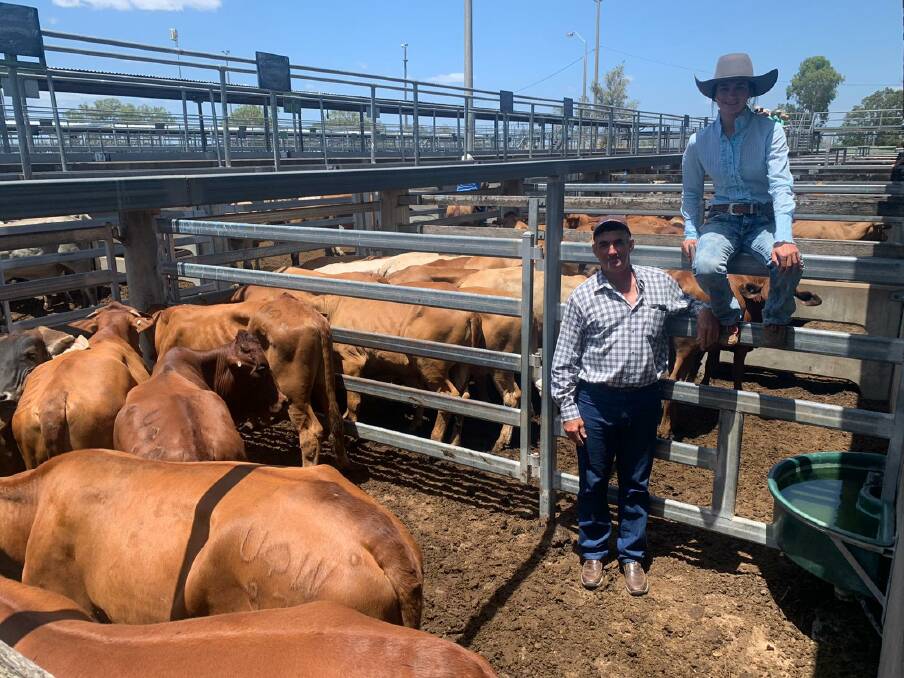 Sale O: Rob and Claire Sherry, from Wahroonga, Clarke Creek, presented 88 Belmont Red steers for auction. With an average price of 484.4c/kg, the light feeders averaged 308.7kg to return $1495/head.