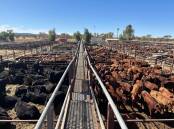 Part of the offering at the 2022 Alice Springs Show cattle sale. Picture Red Centre Livestock and Property.