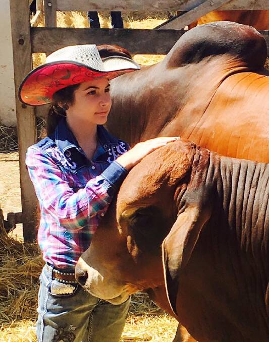 Milly spending time with some of her family's red stud Brahmans. 