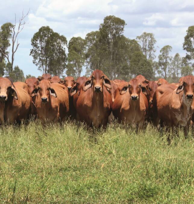 Kaiuroo runs stud and commercial red Brahmans. 