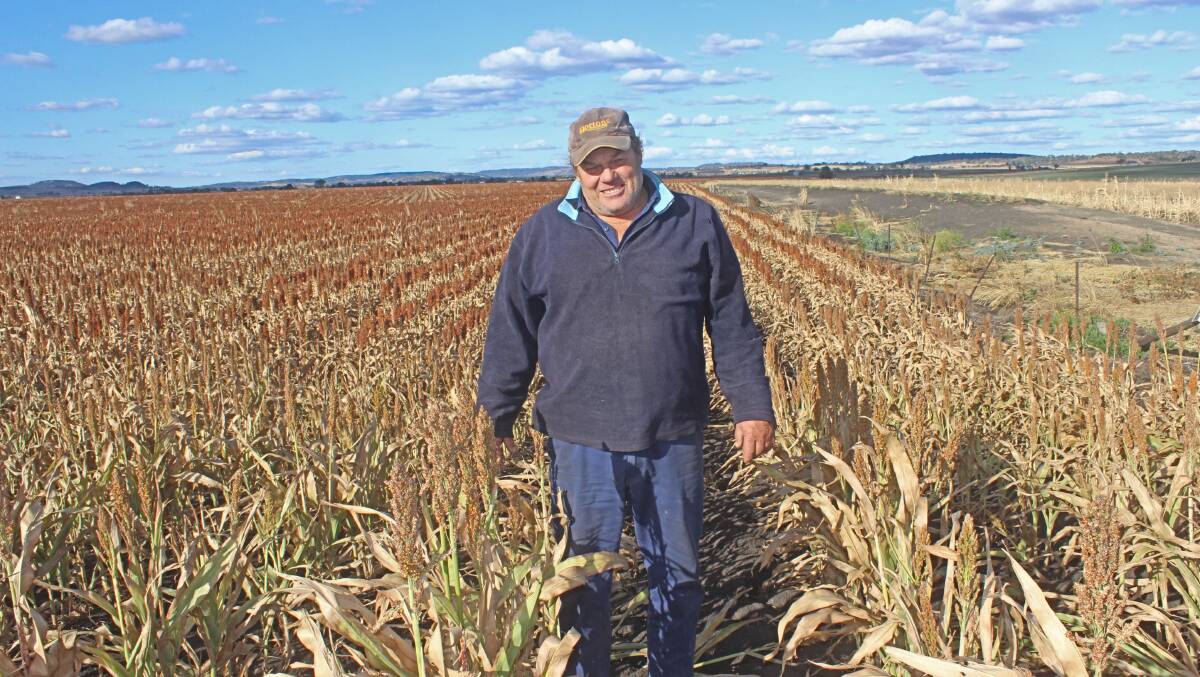 Murray Todd took a punt and planted 90ha of sorghum and 50ha of sunflowers on just half a metre of soil moisture in February. Pictures - Helen Walker