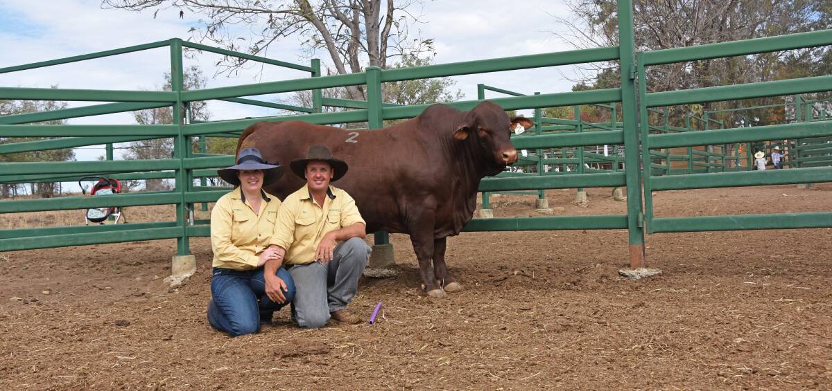 Dangarfield Santa Gertrudis principals Amanda and Ben Adams with the top-selling Dangarfield Bernborough (P) (IVF), purchased by Scott and Therese Humphreys, Welbatch Pastoral, Casino, NSW, for $29,000.