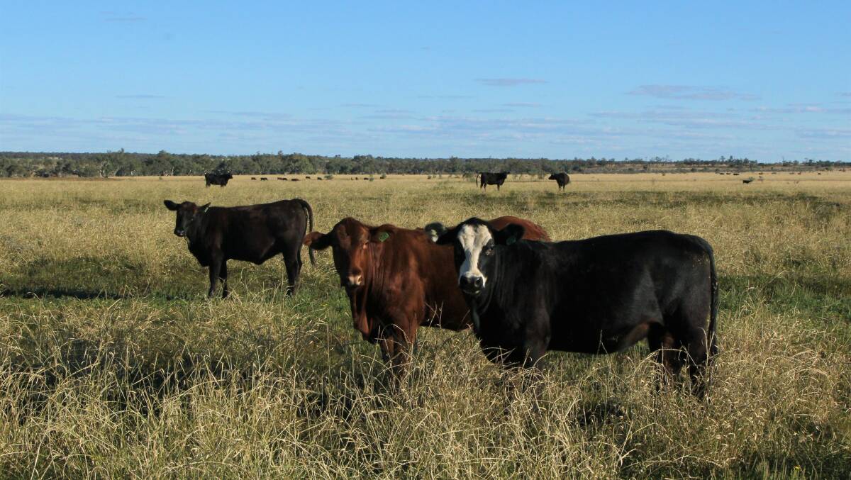 First calf heifers at Mareto, which was totally destocked until it rained in March.