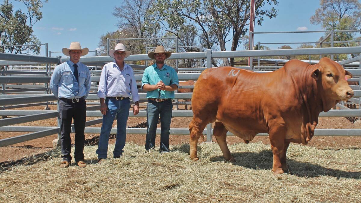 BUYING FRENZY: Top price bull Rondel Wolverine (H) sold for $22,000 and is pictured with Josh Heck, SBB/GDL, Rockhampton, buyer Cec Pelling, Fernleigh Droughtmasters, and vendor Zach Muntelwit, Rondel Droughtmasters, Winton. Photo: Ben Harden 