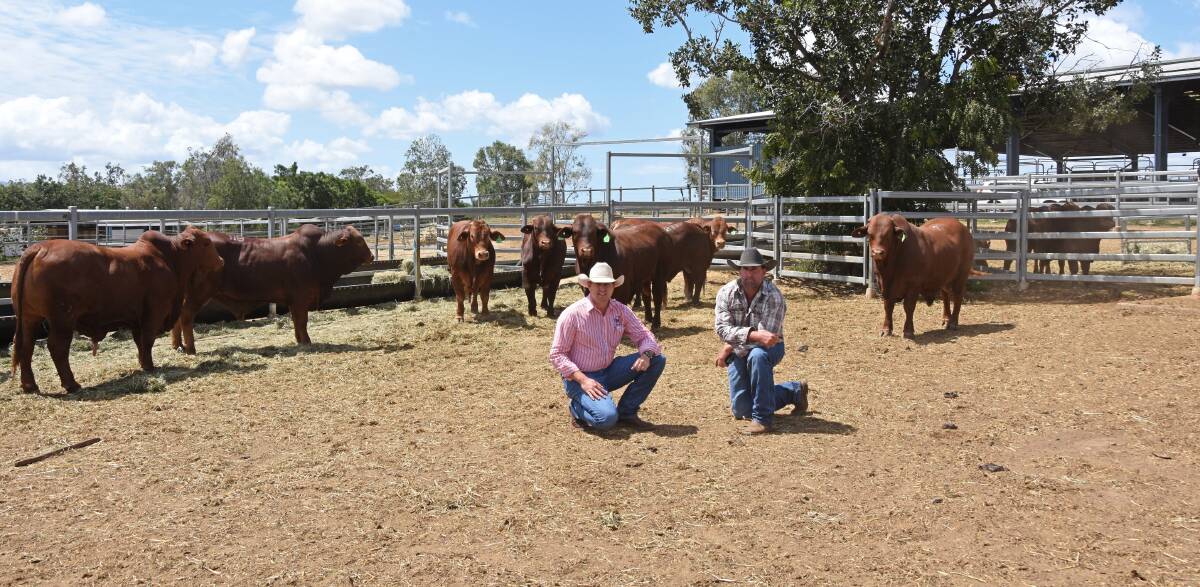 TopX agent Carl Warren, Roma, and Dart Pastoral Company manager Jeremy Napier, Springbok, Injune, with some of the 17 bulls they purchased at Droughtmaster National. 