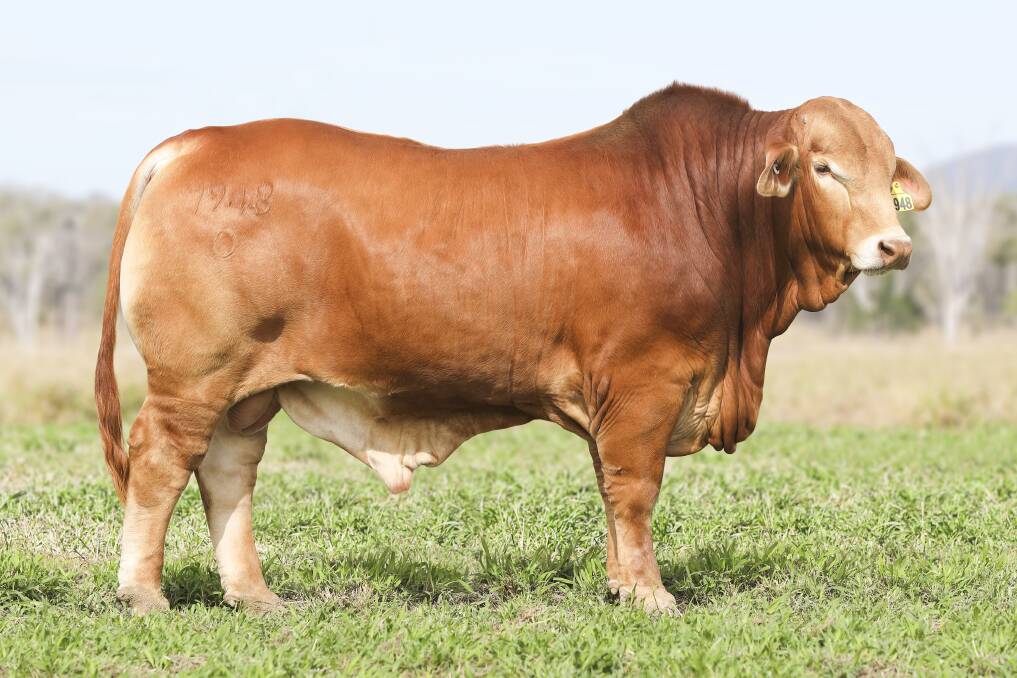 Top selling bull was Glenlands D Carbon Copy (PP), knocked down to Len and Sue Bode, Percol Plains, McKinlay.
