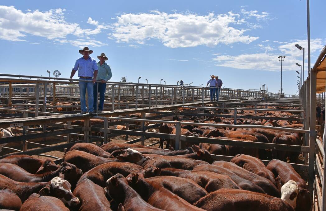 Watkins and Company agent Brad Neven, and Beau Frame, Frame Rural Agencies, Blackall, with 261kg Santa-cross steers from Jim Scully, Carlow, Blackall, which sold to a top of 298c/kg for $890/head. 