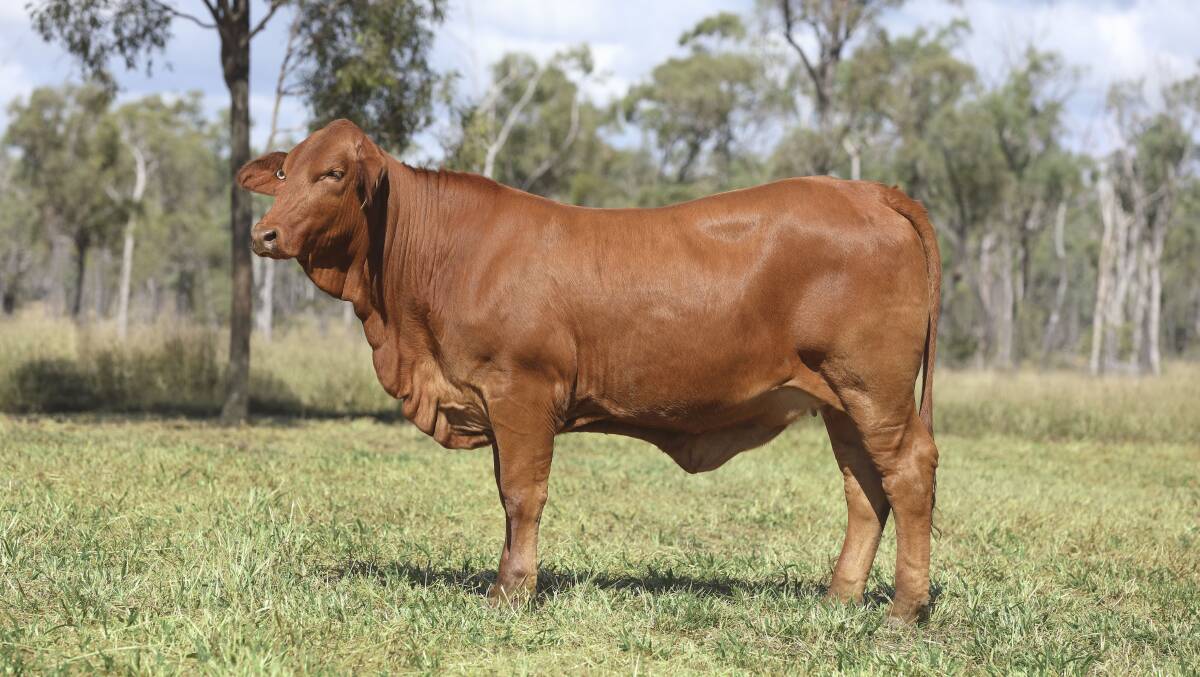 Top seller at the Glenlands Droughtmaster Online Genetics Sale was the $10,500 Glenlands D Book Club (P). The 18-month-old by Glenlands D Ramsey sold to Gavin Russell, Callanish Grazing Company, Donnybrook, Western Australia. Photos: Kent Ward
