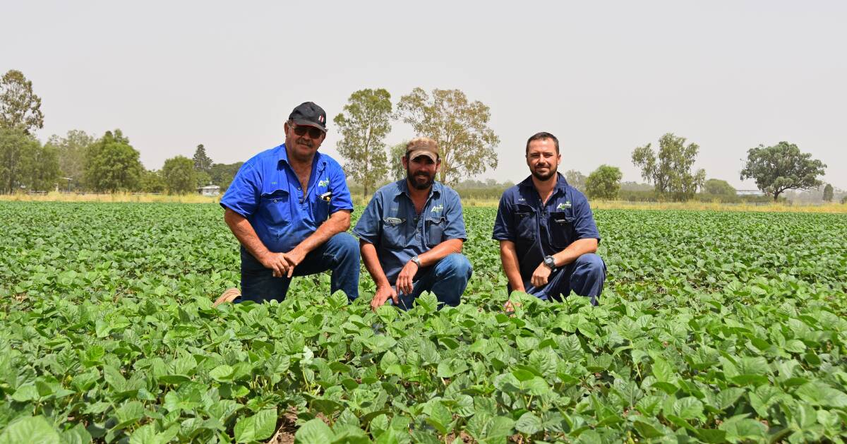 OLD FAITHFUL: Sydney, Trent and Clint Allenden, Goovigen, in 220 hectares of Crystal mungbeans planted on January 13. 