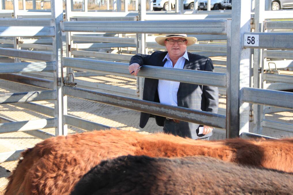 Scott Carswell, JBS, judging the RNA prime beef competition at Silverdale Saleyards last Thursday. 