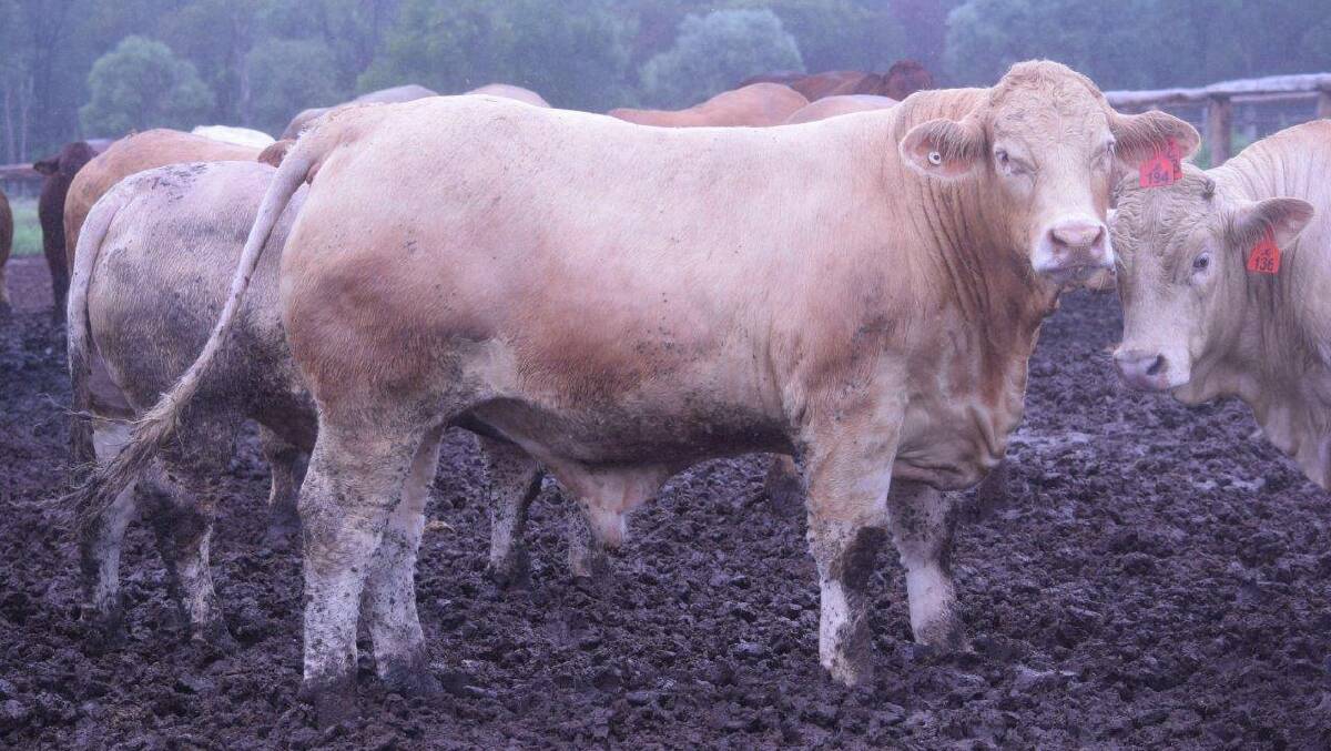 The Budd's Charolais-cross steers had a daily weight gain of 2.36 kg, while the heifers put on 2.1kg a day.