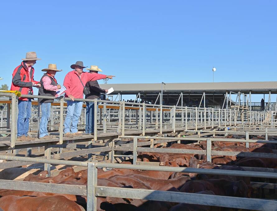 Herb and Sue George, Glen Valley Pastoral Co, Jundah, sold 76 EU Santa steers weighing 250kg for a top of 294c/kg to average 285c/kg and $713/head. Picture - Hayley Kennedy.