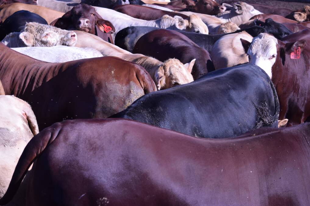 The 2020 Wandoan Show Beef Bonanza saw 80 steers entered in the 100 day grain-fed ox category and 70 heifers in the 70 day Woolworths trade category. Pictures: Kel Kelly, Giligulgul, Guluguba.