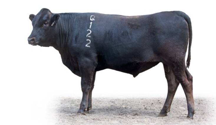 Offered by the Cooper family, Circle 8 Wagyu, Marulan, NSW, Circle8 Q122 (ET) was purchased by a syndicate of four breeders for $47,500. Picture: Elite Livestock Auctions.