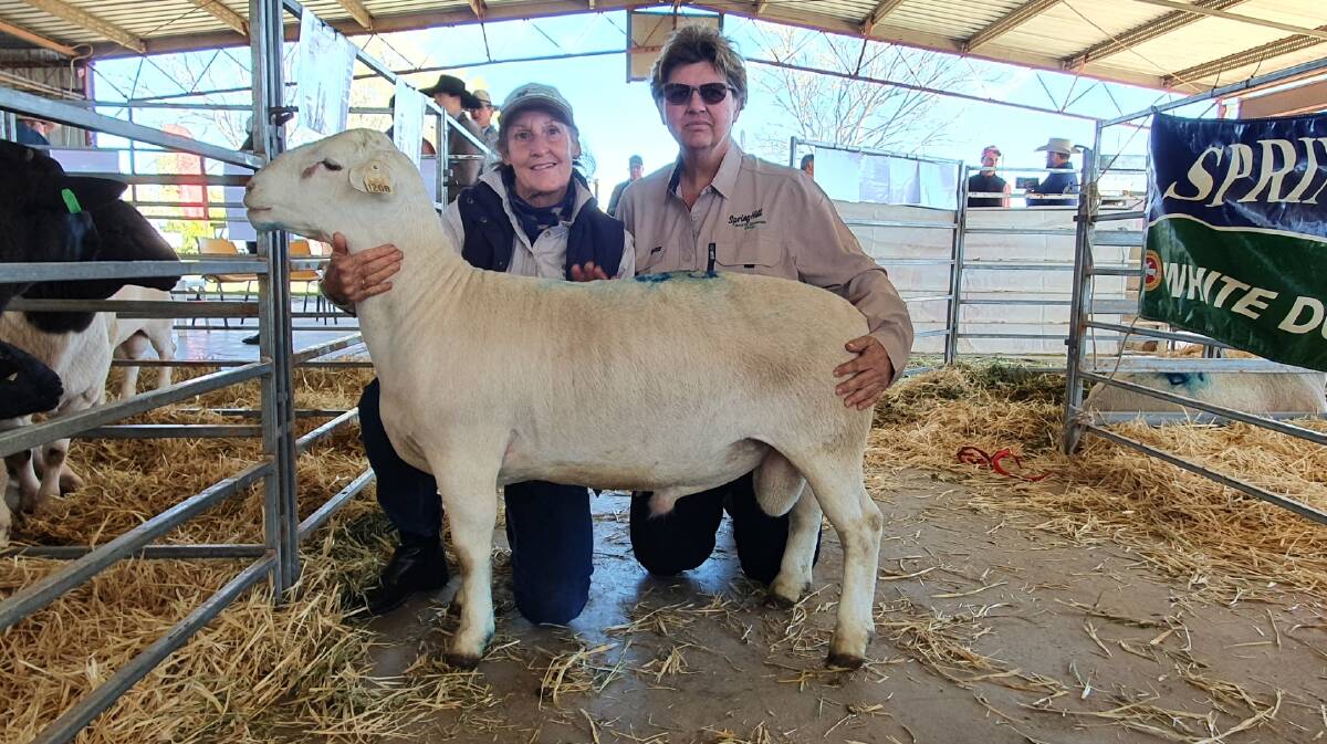 Spring Hill White Dorpers stud principals Mary Lynch and Kim Quodling with the equal-top priced White Dorper ram purchased by McNaulty Brothers, Talwood, for $3000.
