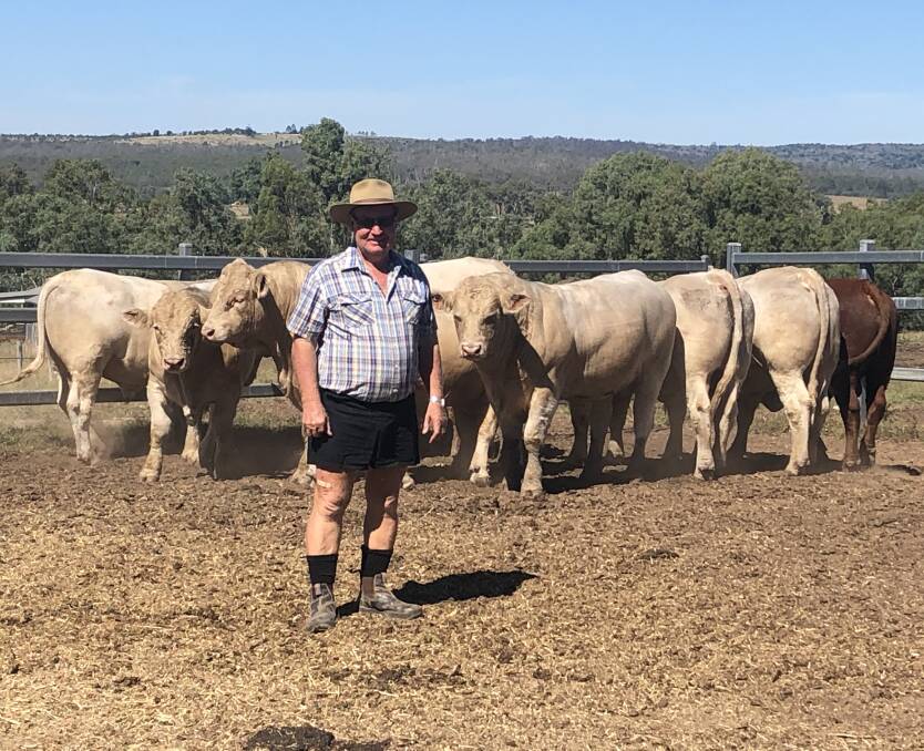 Rodney Blanch, Silverwood Farming, Nanango, religiously injects his stud bulls with Multimin and believes it contributes to achieving fertility rates of above 85 per cent.