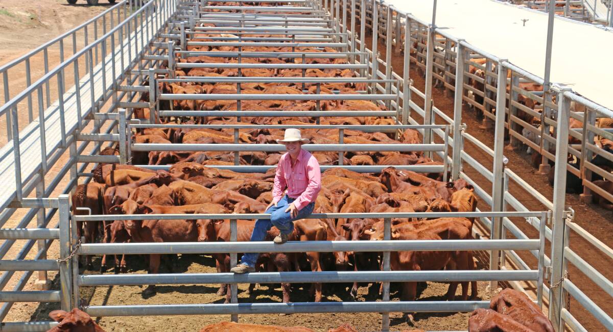 RISING NUMBERS: Nat Currie, Elders Blackall, with heifers offered by The Enniskillen Pastoral Company, which reached an impressive top of 330c/kg to make $513/head. Picture by Annabelle Murphy. 