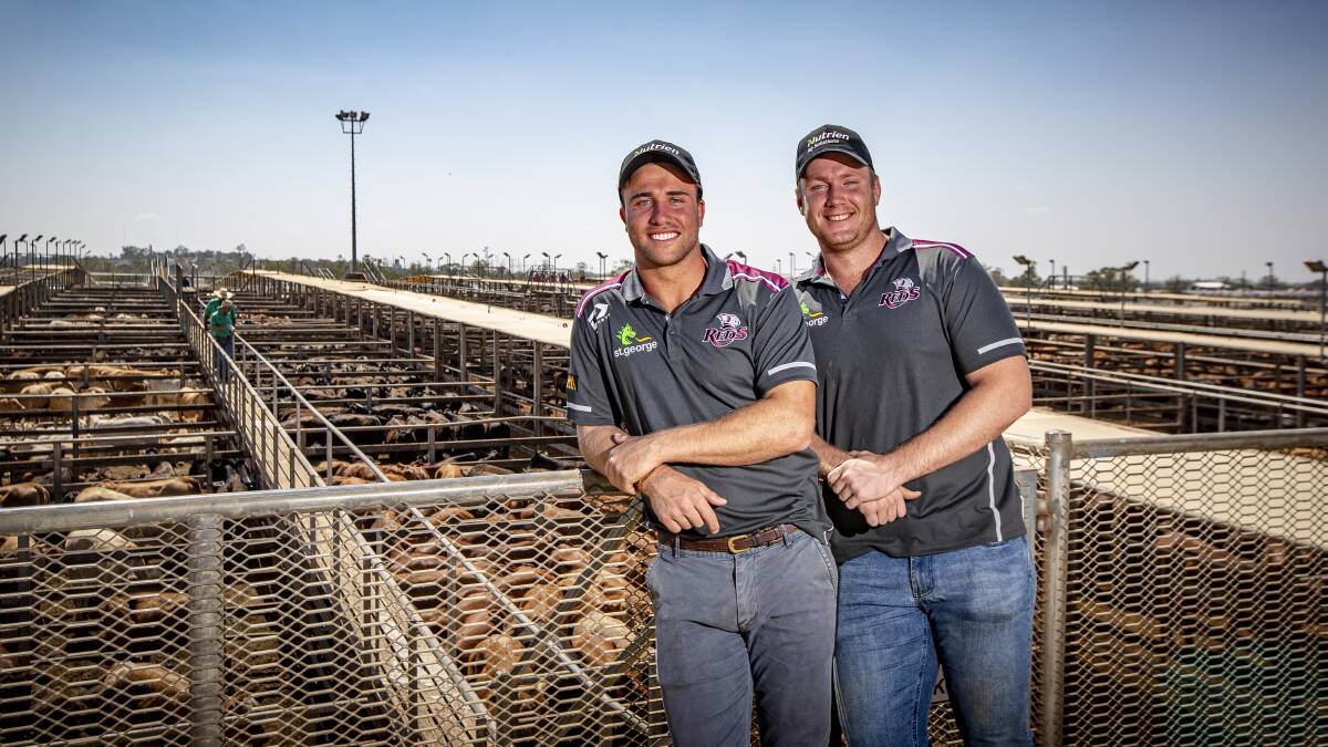 Queensland Reds players Hamish Stewart and Harry Hoopert at the Roma Saleyards on Tuesday morning. Picture - QRU/Brendan Hertel.