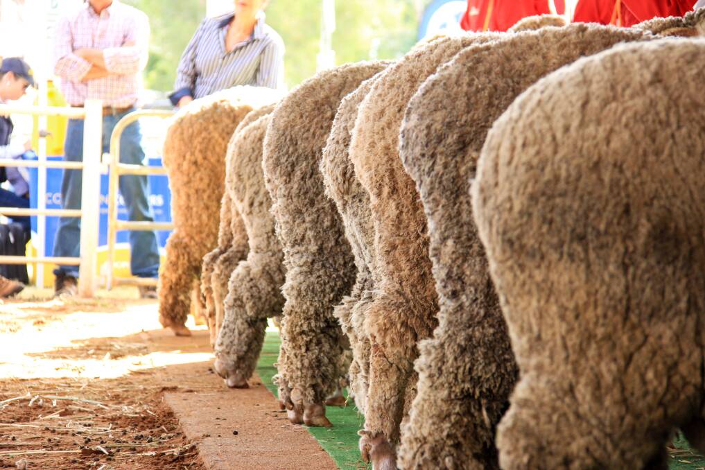 STRONG SHOWING: There were over 100 sheep on display at the 2019 Queensland State Sheep Show held at Roma over the weekend.