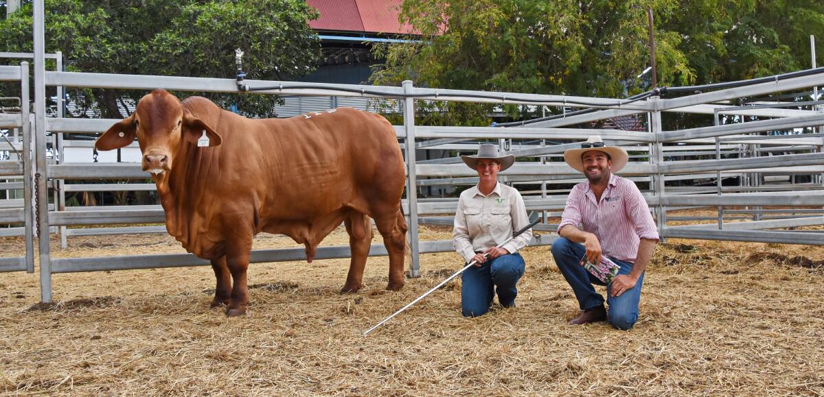 The $50,000 sale topper Konjuli Nikko (P), with vendor Evonne Barrett, Woolooga, and buyer Sam Barton, Huntly Droughtmasters, Clermont.
