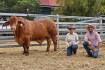 CQ Invitational Droughtmaster Sale hits $50,000