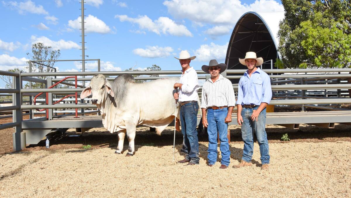 NCC Brahmans grosses $3.5 million in 2021 | Queensland Country Life